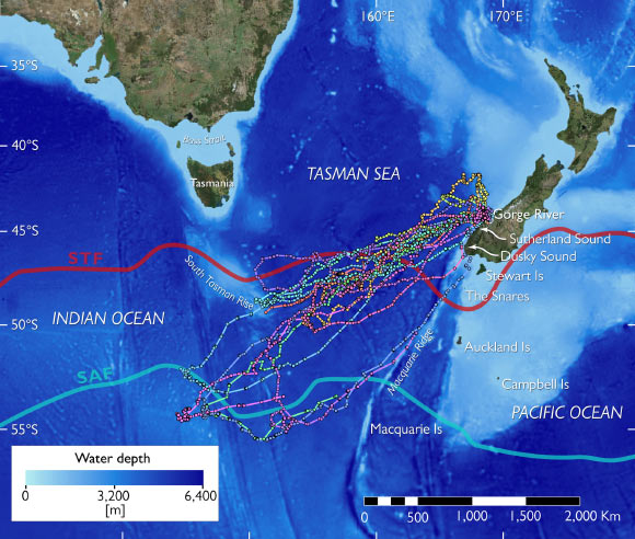 Overview of the southern Tasman sea bathymetry and important geographic and oceanographic features: the main oceanic fronts are indicated as red (Subtropical Front, STF) and light blue lines (Subantarctic Front, SAF); traveling paths of 17 tawaki from Gorge River, South Westland, New Zealand, during their pre-moult journey of between November 2016 and March 2017 are shown as colored dots and lines; each color represents a different individual; tracks were derived from filtered satellite data before daily averaging; note that only 5 complete tracks -- i.e. tracks where the birds returned to land to moult before the satellite transmitters stopped working -- were recorded. Image credit: Mattern et al, doi: 10.1371/journal.pone.0198688.