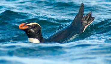 The Fiordland penguin (Eudyptes pachyrhynchus). Image credit: University of Otago.