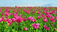 The poppy (Papaver somniferum). Image credit: Sabine Löwer.