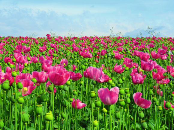 The poppy (Papaver somniferum). Image credit: Sabine Löwer.