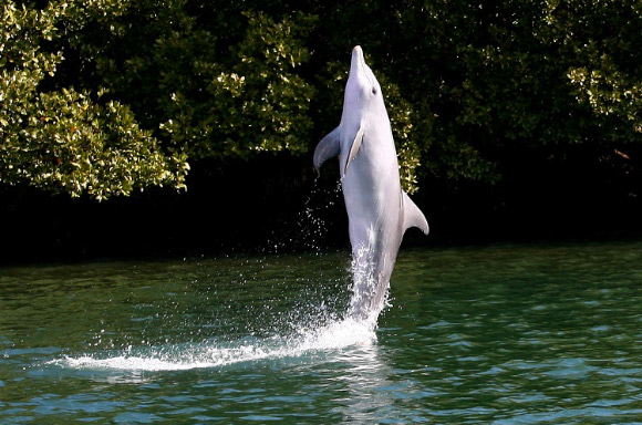 Tail-walking involves a dolphin rising vertically out of the water and then moving forward or backwards across it. Image credit: University of St Andrews.
