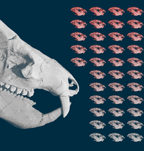 A figure representing 38 babies of Kayentatherium wellesi found with an adult specimen. Image credit: Eva Hoffman / University of Texas at Austin.