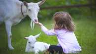 Nawroth et al show that goats can discriminate human facial expressions with different emotional valences and prefer to interact with positive ones. Image credit: Filinecek.