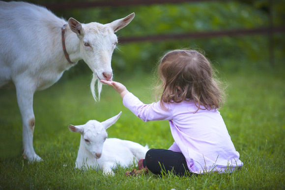 Nawroth et al show that goats can discriminate human facial expressions with different emotional valences and prefer to interact with positive ones. Image credit: Filinecek.