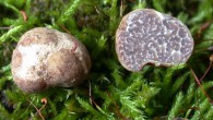Tuber brennemanii from an oak forest in the Midwest. The specimen on the left shows the rough, knobby exterior of the mushroom while the halved specimen shows the interior. Image credit: Rosanne Healy.