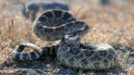 The western rattlesnake (Crotalus oreganus). Image credit: California Department of Fish and Wildlife.