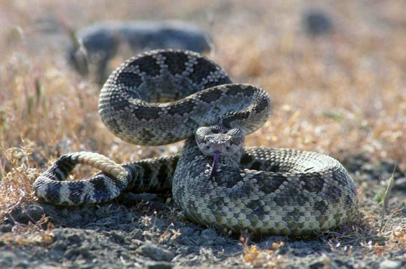 The western rattlesnake (Crotalus oreganus). Image credit: California Department of Fish and Wildlife.