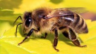Hyun-Jin An et al found that bee venom and melittin possess potent anti-atopic activities. Image credit: Charles J. Sharp / CC BY-SA 3.0.