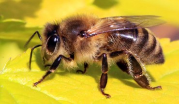 Hyun-Jin An et al found that bee venom and melittin possess potent anti-atopic activities. Image credit: Charles J. Sharp / CC BY-SA 3.0.