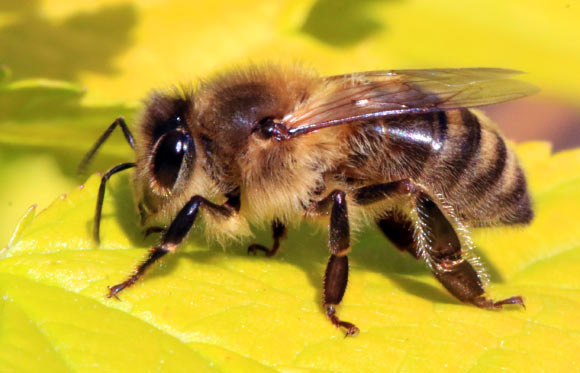 A European honeybee (Apis mellifera). Image credit: Charles J. Sharp / CC BY-SA 3.0.