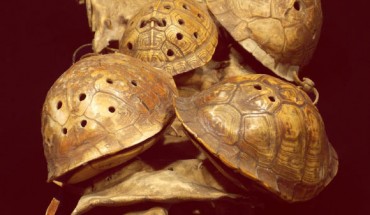 Four Eastern box turtle rattles tied to leather legging with leather string with stone flakes inside of the shells. Image credit: Andrew Gillreath-Brown / McClung Museum of Natural History and Culture, University of Tennessee.
