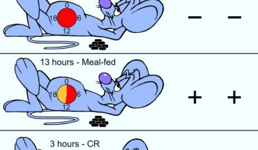 Increasing daily fasting times made mice healthier and live longer compared to mice who ate more frequently. Image credit: Mitchell et al, doi: 10.1016/j.cmet.2018.08.011.