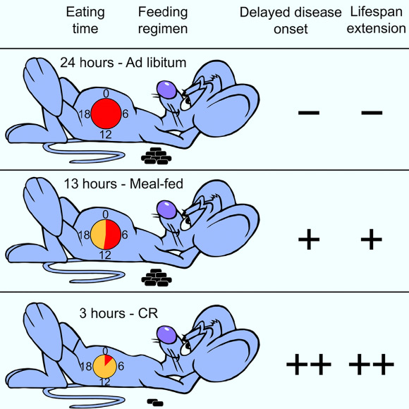 Increasing daily fasting times made mice healthier and live longer compared to mice who ate more frequently. Image credit: Mitchell et al, doi: 10.1016/j.cmet.2018.08.011.