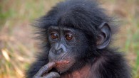 The bonobo (Pan paniscus). Image credit: Pierre Fidenci / CC BY-SA 2.5.