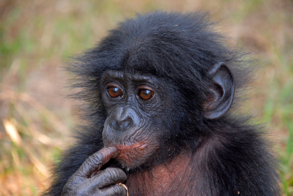 The bonobo (Pan paniscus). Image credit: Pierre Fidenci / CC BY-SA 2.5.