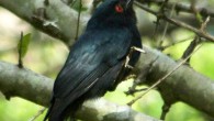 A square-tailed drongo in Mkhuze Game Reserve, South Africa. Image credit: Alan Manson / CC BY-SA 2.0.