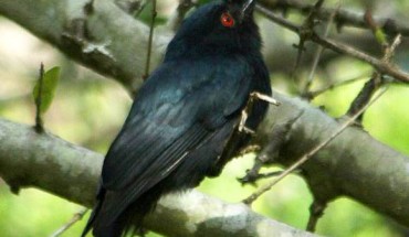 A square-tailed drongo in Mkhuze Game Reserve, South Africa. Image credit: Alan Manson / CC BY-SA 2.0.