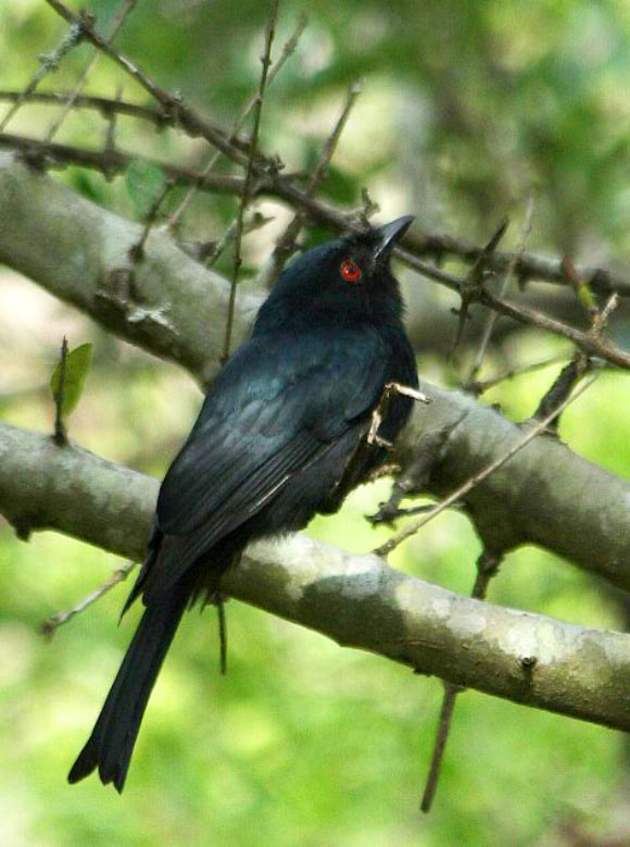 A square-tailed drongo in Mkhuze Game Reserve, South Africa. Image credit: Alan Manson / CC BY-SA 2.0.