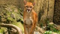 The puma (Puma concolor). Image credit: Jbarreirol / CC BY-SA 3.0.
