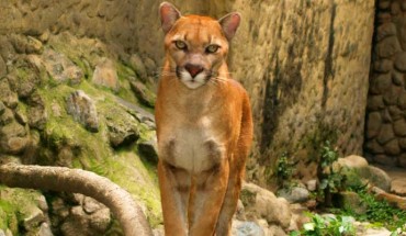 The puma (Puma concolor). Image credit: Jbarreirol / CC BY-SA 3.0.