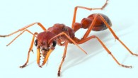 The giant red bull ant (Myrmecia gulosa). Image credit: University of Queensland.