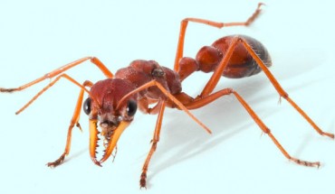 The giant red bull ant (Myrmecia gulosa). Image credit: University of Queensland.