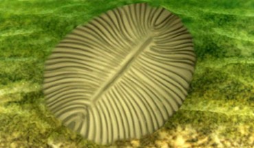 Dickinsonia, which lived more than 550 million years ago, were flat, soft-bodied creatures that moved along the sea bed to eat microbes and algae. Image credit: University of California, Riverside.
