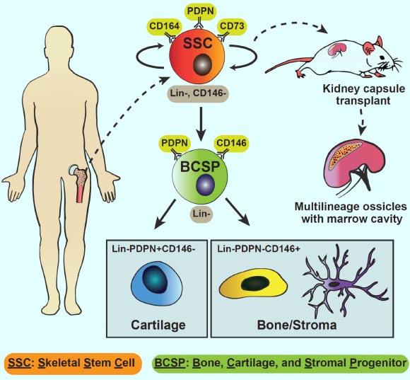 Identification of a human skeletal stem cell reveals conserved and species-specific pathways in skeletal development, and response to injury and will guide future regenerative approaches. Image credit: Chan et al, doi: 10.1016/j.cell.2018.07.029.