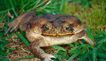 A cane toad (Rhinella marina), adult female. Image credit: Bernard Dupont / CC BY-SA 2.0.
