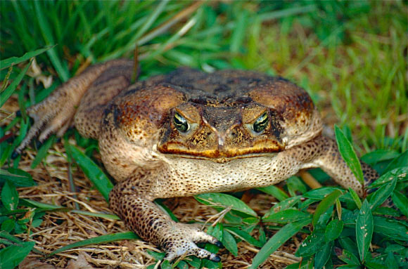 A cane toad (Rhinella marina), adult female. Image credit: Bernard Dupont / CC BY-SA 2.0.