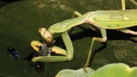 Hierodula tenuidentata eating Poecilia reticulata from the tail. Image credit: Rajesh Puttaswamaiah.