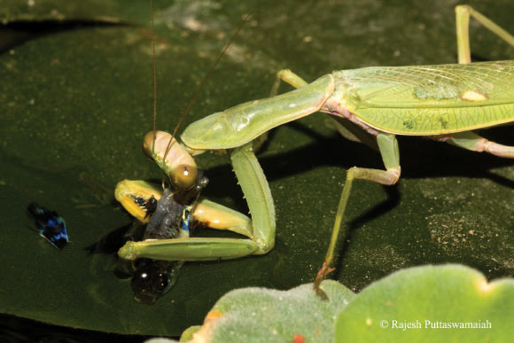 Hierodula tenuidentata eating Poecilia reticulata from the tail. Image credit: Rajesh Puttaswamaiah.