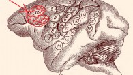 Dr. David Ferrier’s monkey brain map, 1874: the highlighted area labeled ‘EF’ is the area he observed to cause eye and head movements when electrically stimulated.