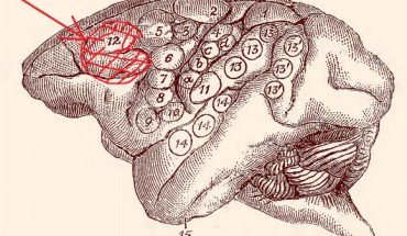 Dr. David Ferrier’s monkey brain map, 1874: the highlighted area labeled ‘EF’ is the area he observed to cause eye and head movements when electrically stimulated.