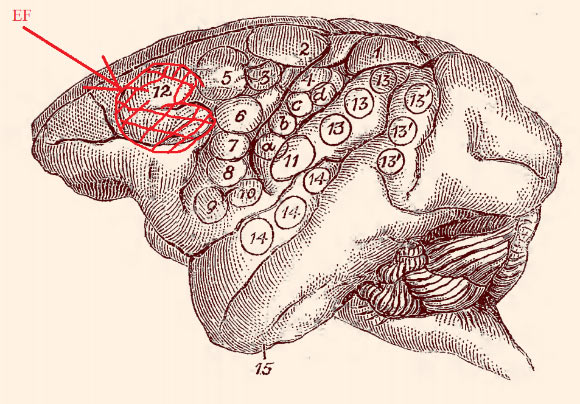 Dr. David Ferrier’s monkey brain map, 1874: the highlighted area labeled ‘EF’ is the area he observed to cause eye and head movements when electrically stimulated.