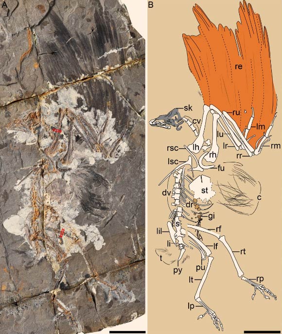 Jinguofortis perplexus: (A) photograph of main slab; (B) composed line drawing. Red-outline boxes denote the locations of histological samples. Abbreviations: c - covert feathers; cv - cervical vertebrae; dr - dorsal ribs; dv - dorsal vertebrae; fu - furcula; gi - gizzard; lf - left femur; lh - left humerus; li - left ischium; lil - left ilium; lm - left manus; lp - left pes; lr - left radius; lsc - left scapulocoracoid; lt - left tibiotarsus; lu - left ulna; pu - pubis; py - pygostyle; re - remiges; rf - right femur; rh - right humerus; rm - right manus; rp - right pes; rr - right radius; rsc - right scapulocoracoid; rt - right tibiotarsus; ru - right ulna; s - synsacrum; sk - skull; st - sternum; t - tail feathers. Scale bar - 5 cm. Image credit: Wang et al, doi: 10.1073/pnas.1812176115.