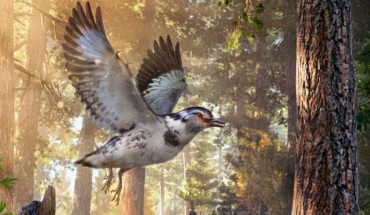 Jinguofortis perplexus. Image credit: Chung-Tat Cheung.