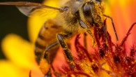 A honeybee. Image credit: Alex Wild / University of Texas at Austin.