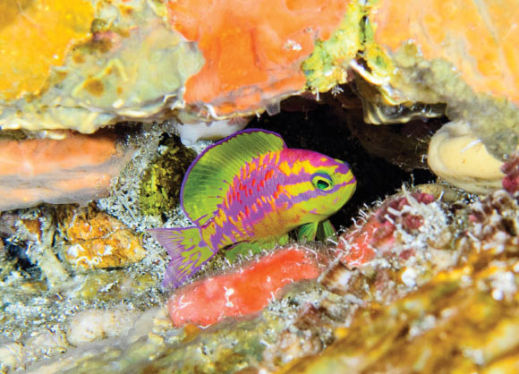 Tosanoides aphrodite in its natural environment, photographed at a depth of 390 feet (120 m) in St. Paul’s Rocks, Brazil. Image credit: L.A. Rocha.