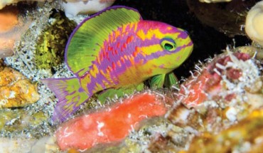 Tosanoides aphrodite in its natural environment, photographed at a depth of 390 feet (120 m) in St. Paul’s Rocks, Brazil. Image credit: L.A. Rocha.