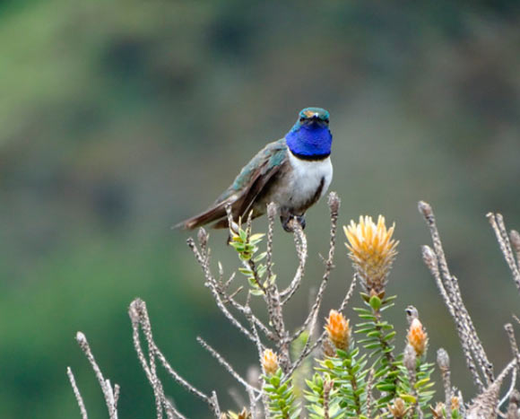 The blue-throated hillstar (Oreotrochilus cyanolaemus), male. Image credit: Sornoza-Molina et al, doi: 10.1642/AUK-18-58.1.