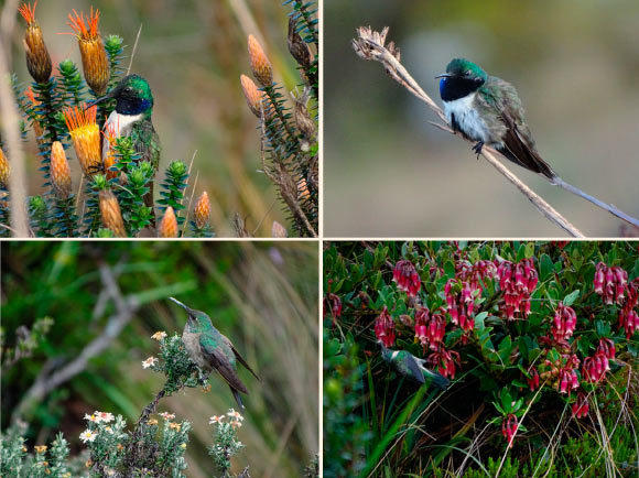 The blue-throated hillstar (Oreotrochilus cyanolaemus): males (upper row), female (bottom row at left) and immature male. Image credit: Sornoza-Molina et al, doi: 10.1642/AUK-18-58.1.