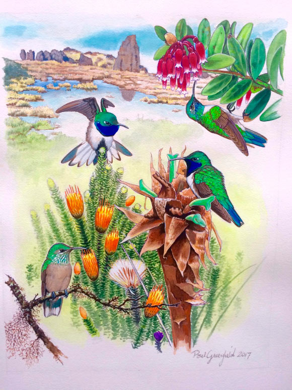 Adult male (above left, center right), adult female (below), and immature male (above right) blue-throated hillstars (Oreotrochilus cyanolaemus) at the type locality, El Oro province, southwest Ecuador. Image credit: Paul Greenfield.