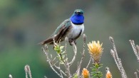 The blue-throated hillstar (Oreotrochilus cyanolaemus), male. Image credit: Sornoza-Molina et al, doi: 10.1642/AUK-18-58.1.