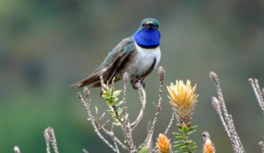 The blue-throated hillstar (Oreotrochilus cyanolaemus), male. Image credit: Sornoza-Molina et al, doi: 10.1642/AUK-18-58.1.