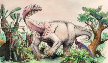 An artist’s reconstruction of Ledumahadi mafube foraging in the Early Jurassic of South Africa; in the foreground, Heterodontosaurus. Image credit: Viktor Radermacher, University of the Witwatersrand.