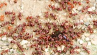 This image shows a colony of red harvester ants (Pogonomyrmex barbatus); a forager is marked with an identifying color. Image credit: Becca Nelson.