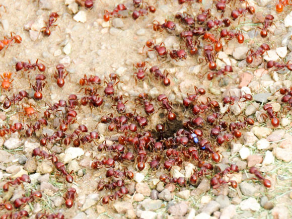 This image shows a colony of red harvester ants (Pogonomyrmex barbatus); a forager is marked with an identifying color. Image credit: Becca Nelson.