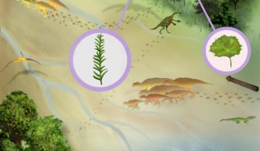 An illustration of the finds made by Jud et al. Image credit: Sae Bom Ra, Adelphi University.