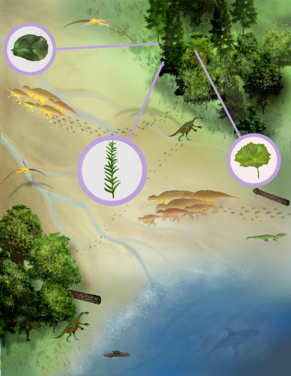 An illustration of the finds made by Jud et al. Image credit: Sae Bom Ra, Adelphi University.